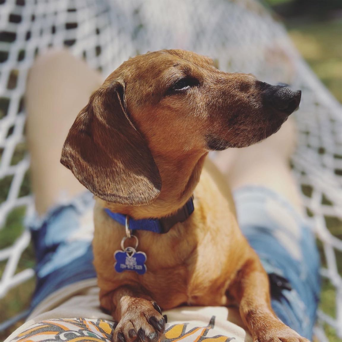  We naturally have a synergetic experience with Animals. We are in support of them and they are in support of us; in service to each other, reminding us of how connected we are.